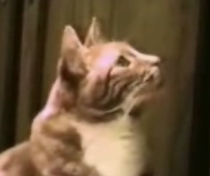 If Cats Could Talk...